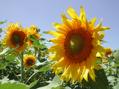 "Girasole" symbol of Tuscany