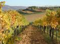 Local Cortona Vineyards